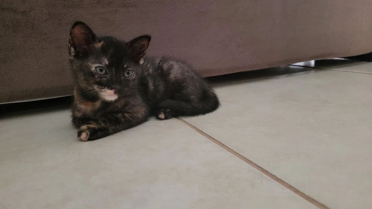 Adoção responsável