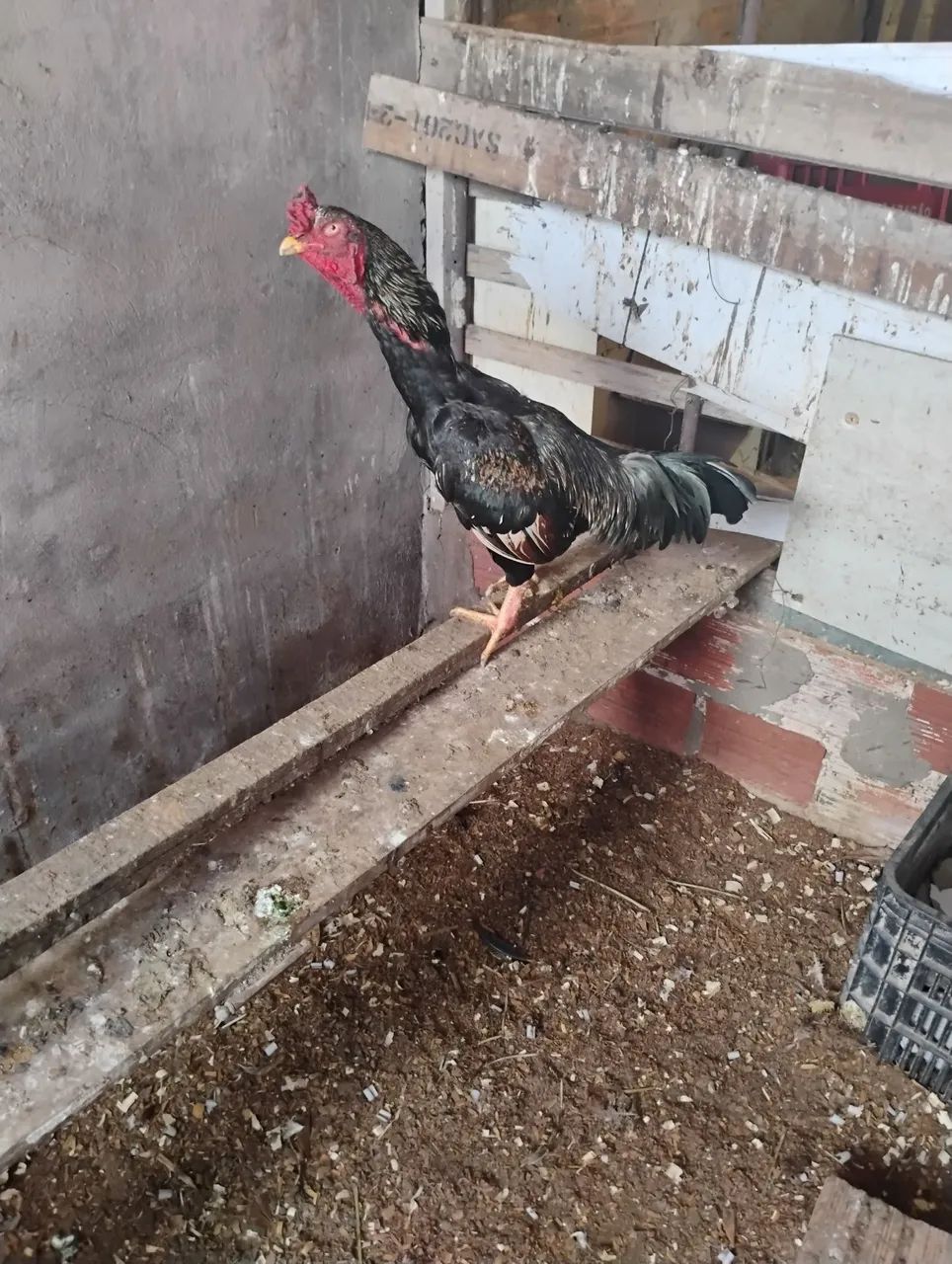 Vende se galo carioca nanico - Foto 3
