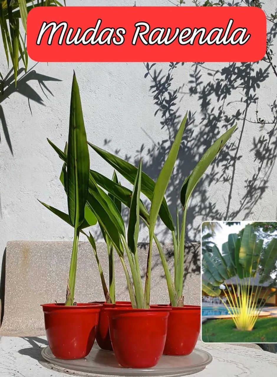 1 MUDA DE RAVENALA(Ave do viajante) - Foto 4