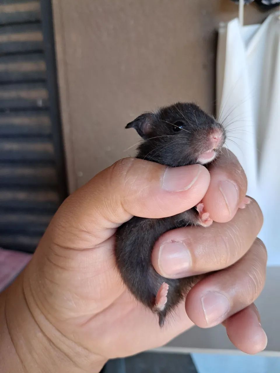 Hamster filhote preto e os pais ,tudo por 150