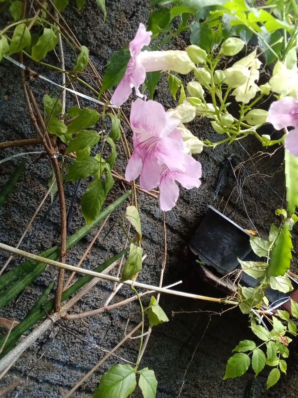 Plantas diversas - Foto 5