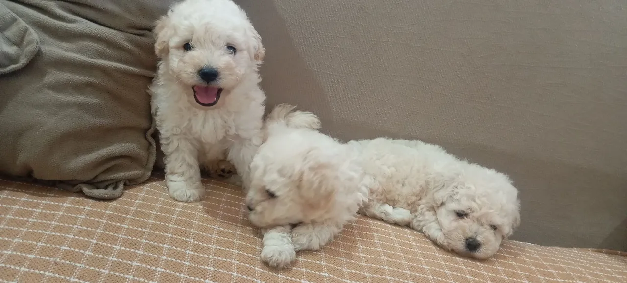 Filhotes de Poodle