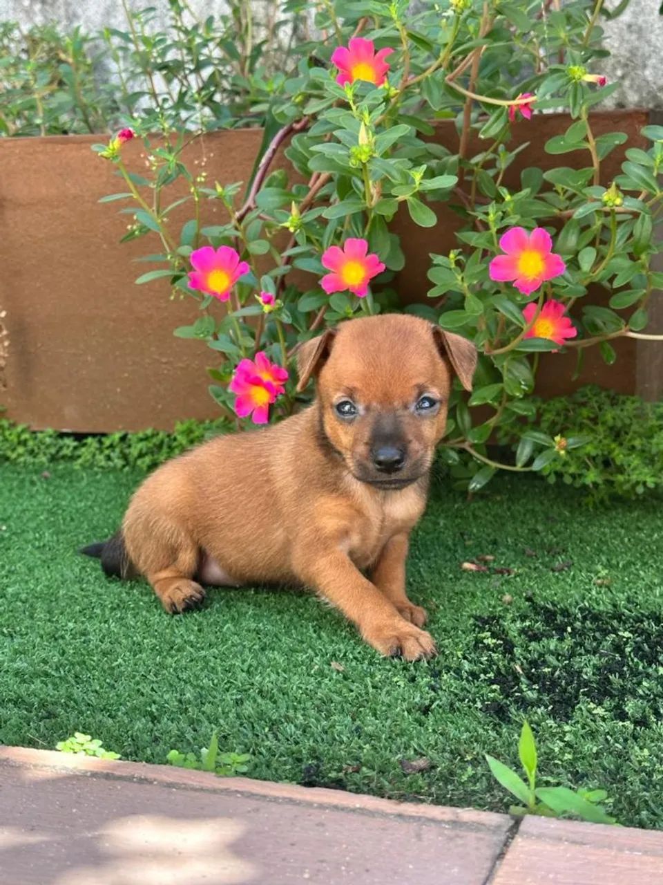 Filhote de Pinscher Miniatura - Foto 3