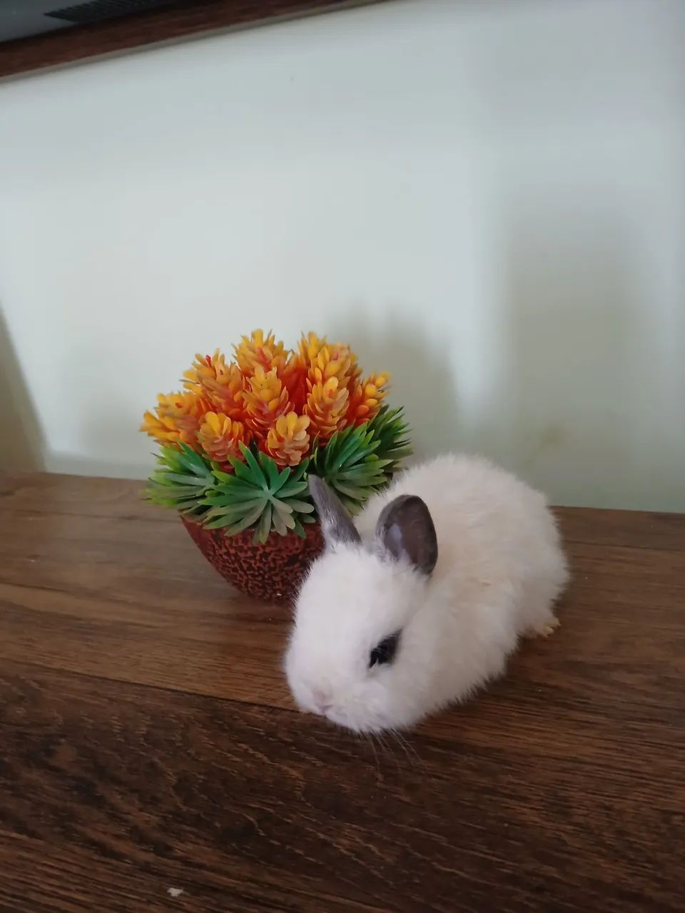 Coelhinho Nertherland Dwarf fofinho e mansinho.