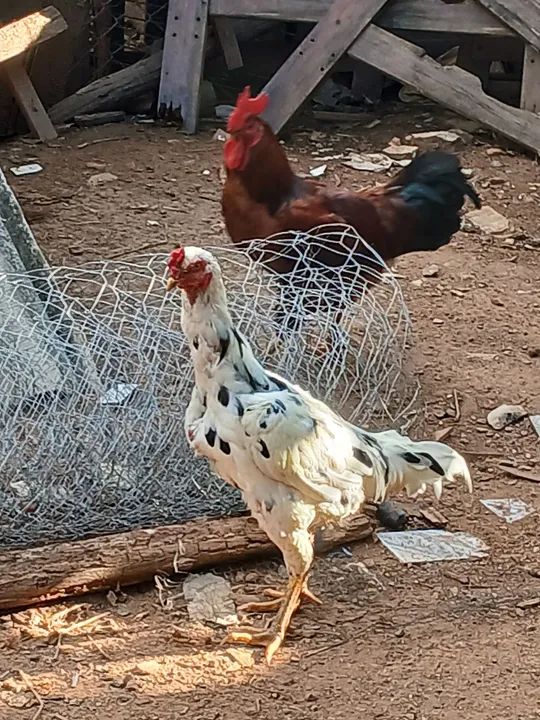 Frangos jovens - Foto 4