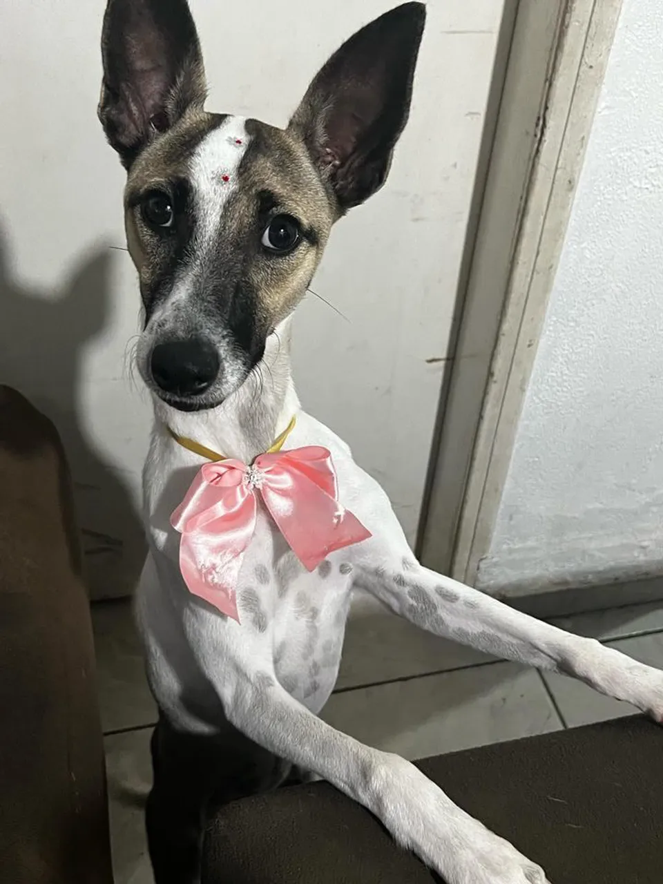 Cadela Adorável para Adoção - Muito carinhosa!