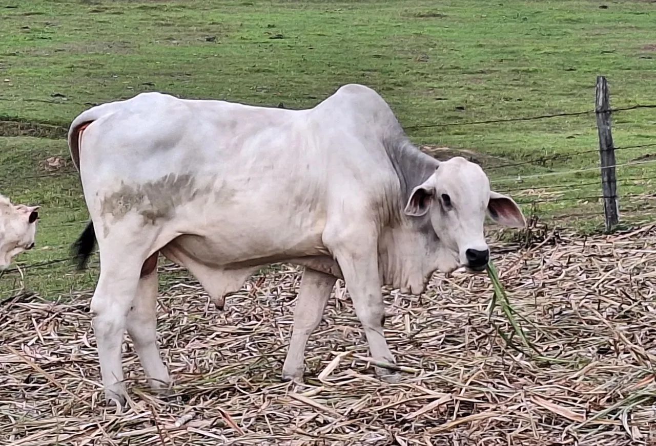 Touro Nelore - Preço negociável - Foto 3