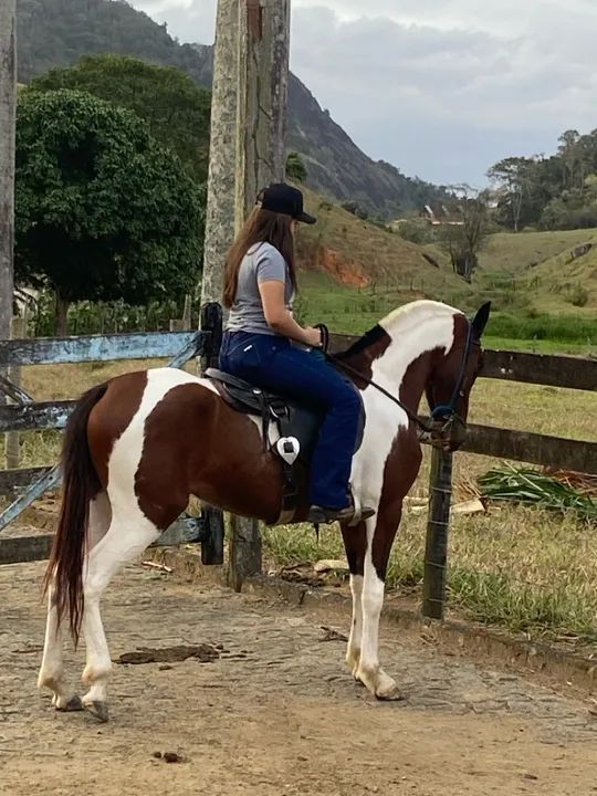 Vendo ou troco 1 cavalo tordilho inteiro e uma égua pampa (leia a descrição ) - Foto 2