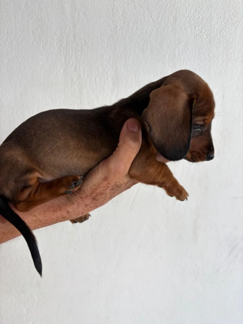 Dachshund fêmea  - Foto 5