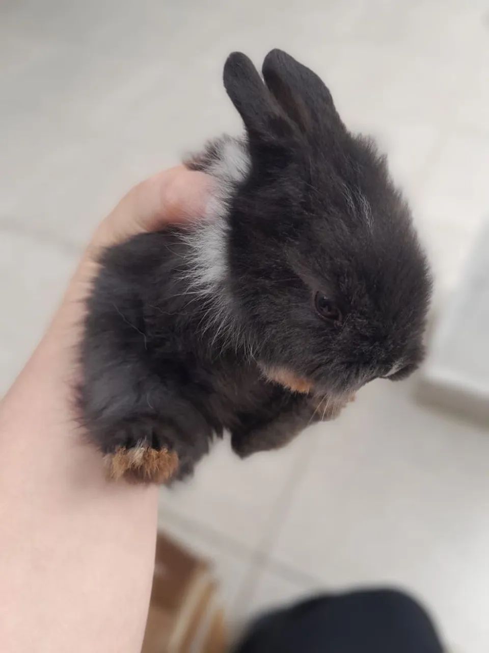 Mini coelho  - Foto 4