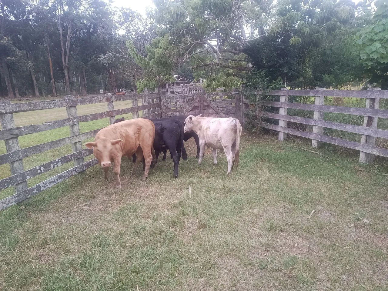 Novilhos - terneiros sobre ano