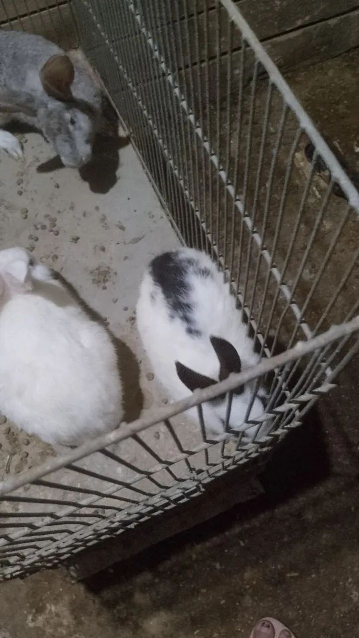 Coelhinho fofinho  - Foto 2