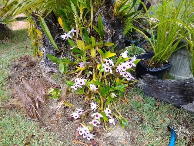 SEU REFÚGIO IMPERDÍVEL EM DOMINGOS MARTINS com 30 mil m² - Foto 7