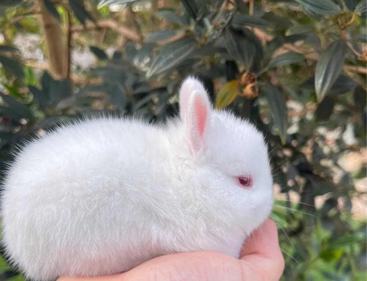 Mini Netherland Dwarf