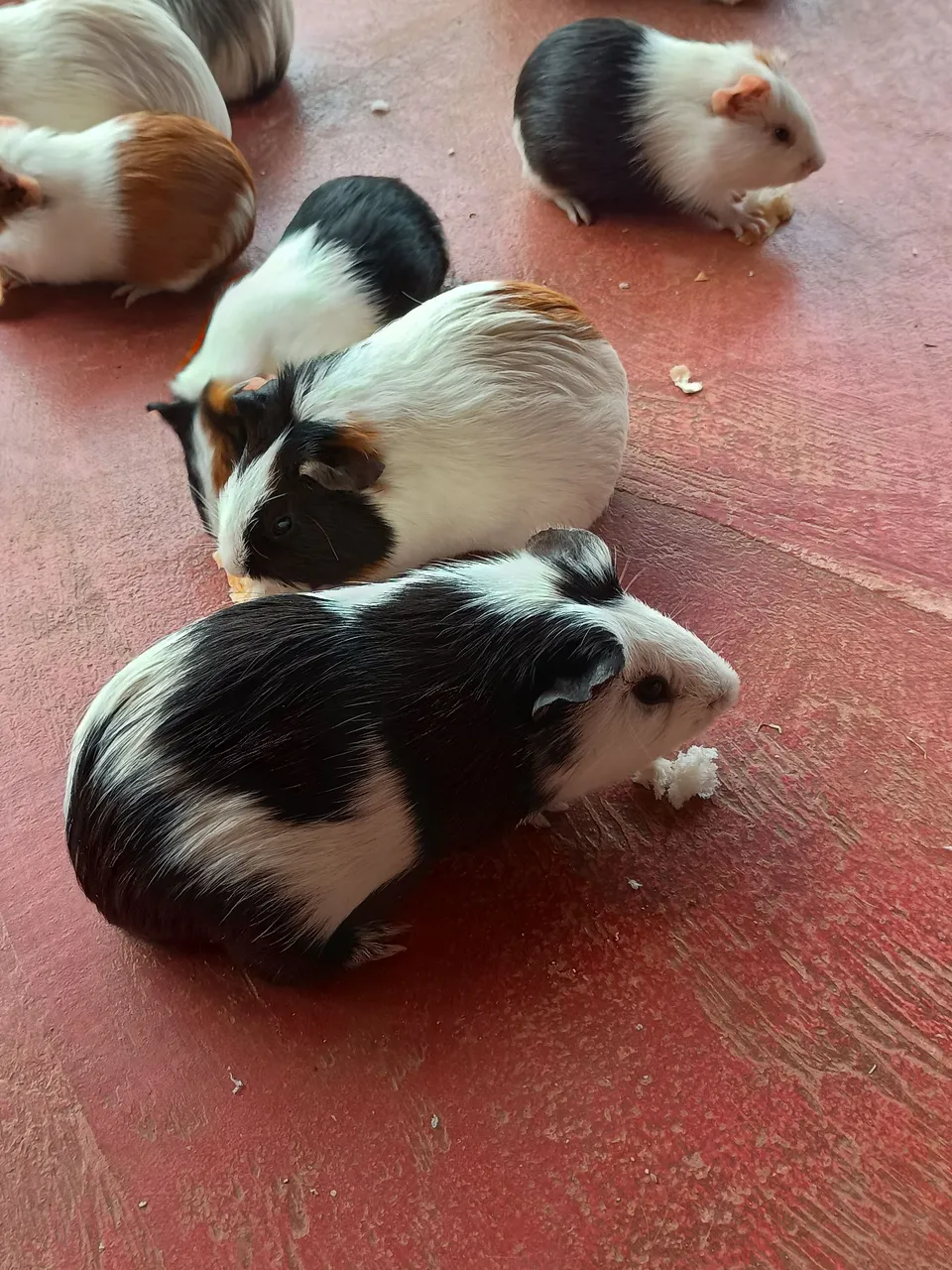 Lindos porquinhos da índia para venda!