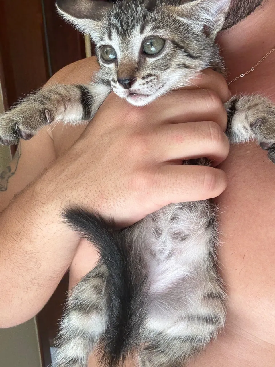 Gatos fofos - 45 dias 