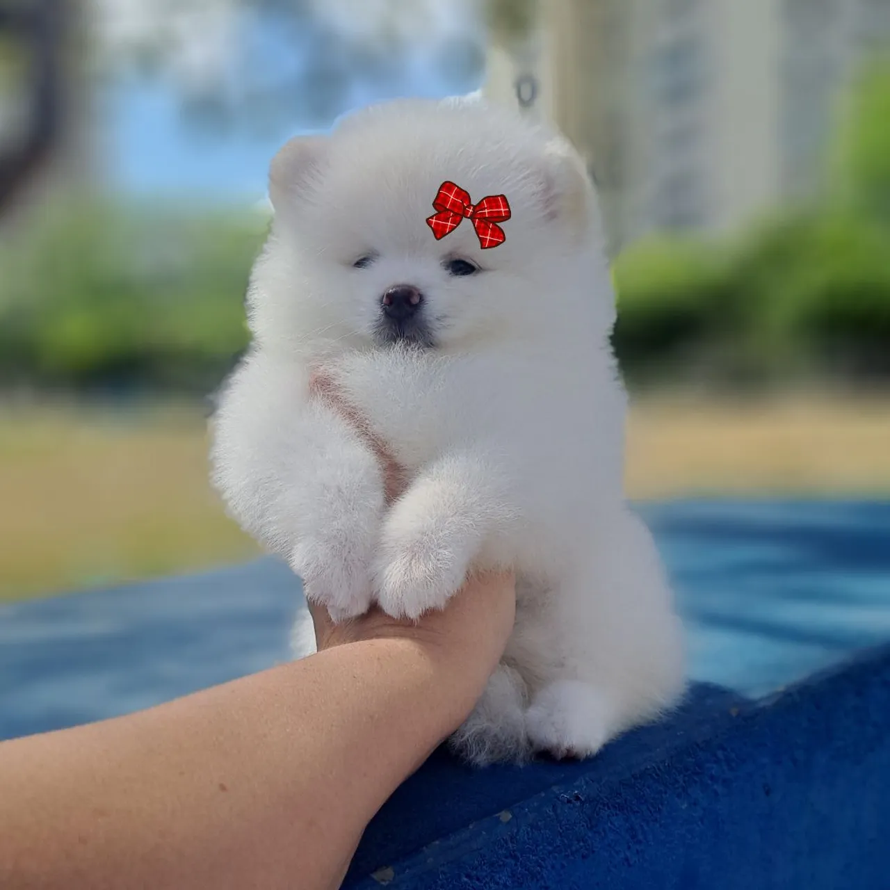 Lulu da Pomerânia Fêmea Lindíssima