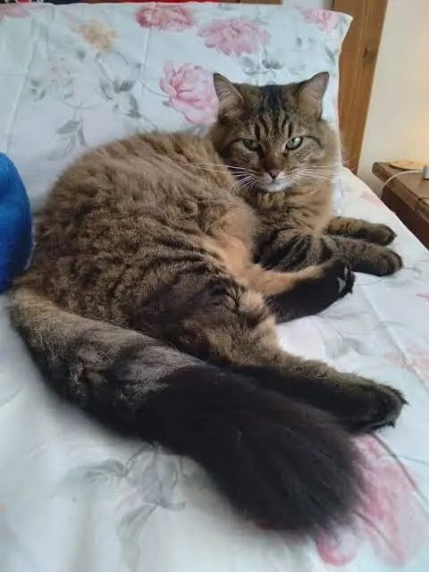 Maine coon tigrado raro