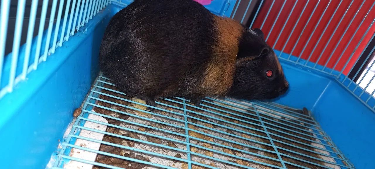 Porquinho da Índia - Preto e Marrom