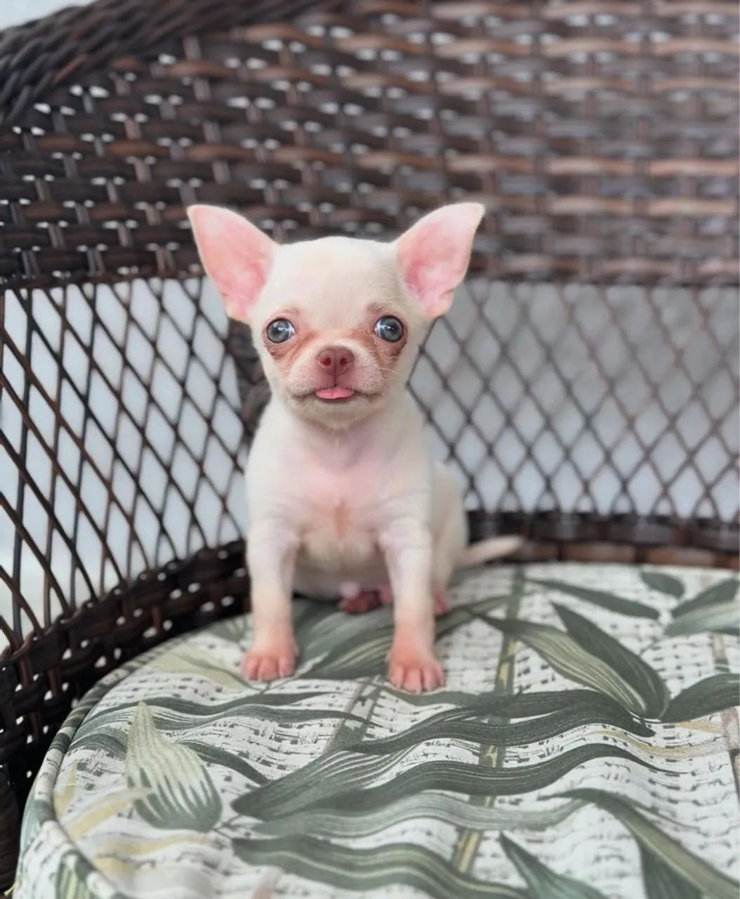 Filhotes de chihuahua pelo curto machos 