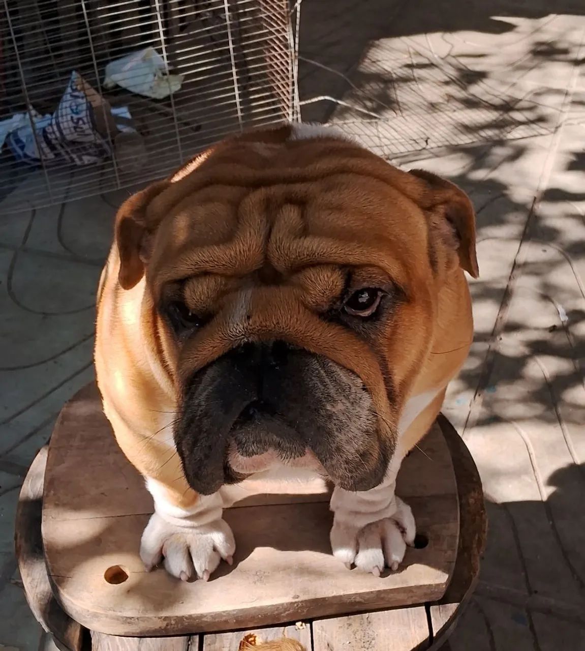 Bulldog inglês  - Foto 3