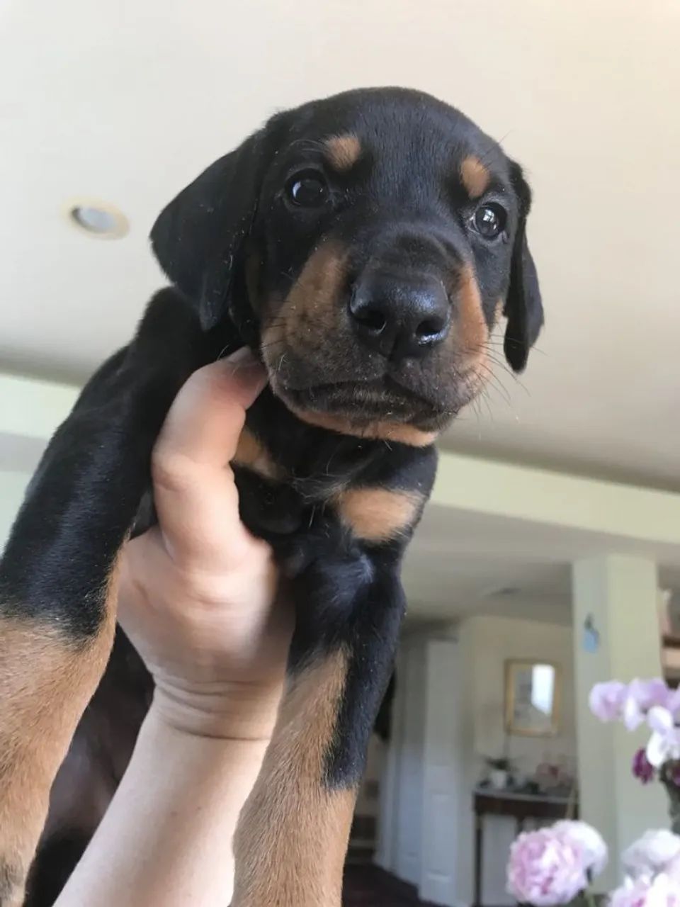 Bebês Doberman  Disponível 