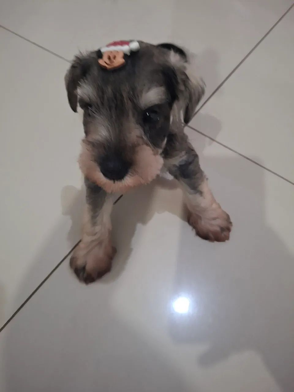 Lindo filhote Schnauzer  - Foto 4