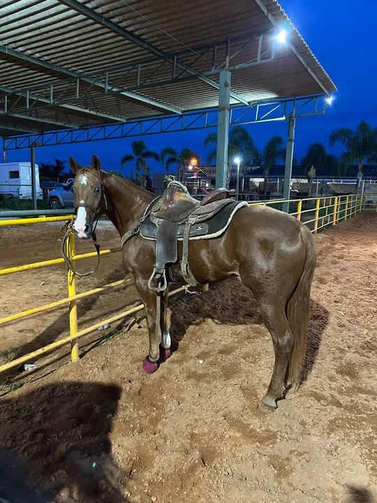 Égua quarto de milha 