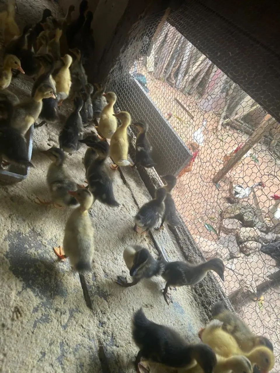 Filhote de Marreco - Foto 4