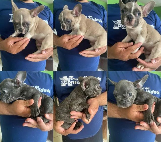 Buldogue Frances - Foto 2