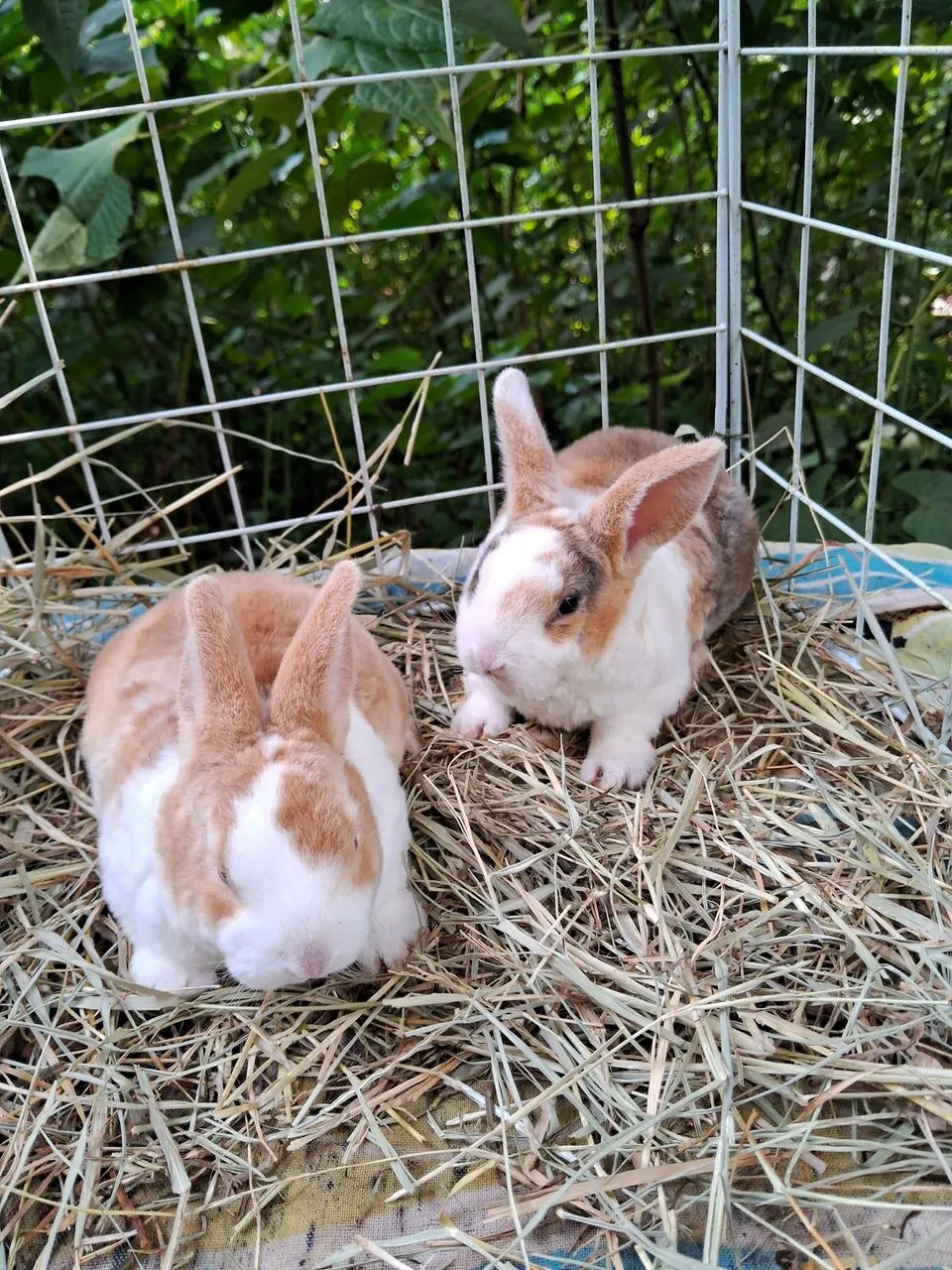 A3M-Coelho Mini Rex, arlequim camurça-PROMOÇÃO- ( leia a descrição do anúncio 