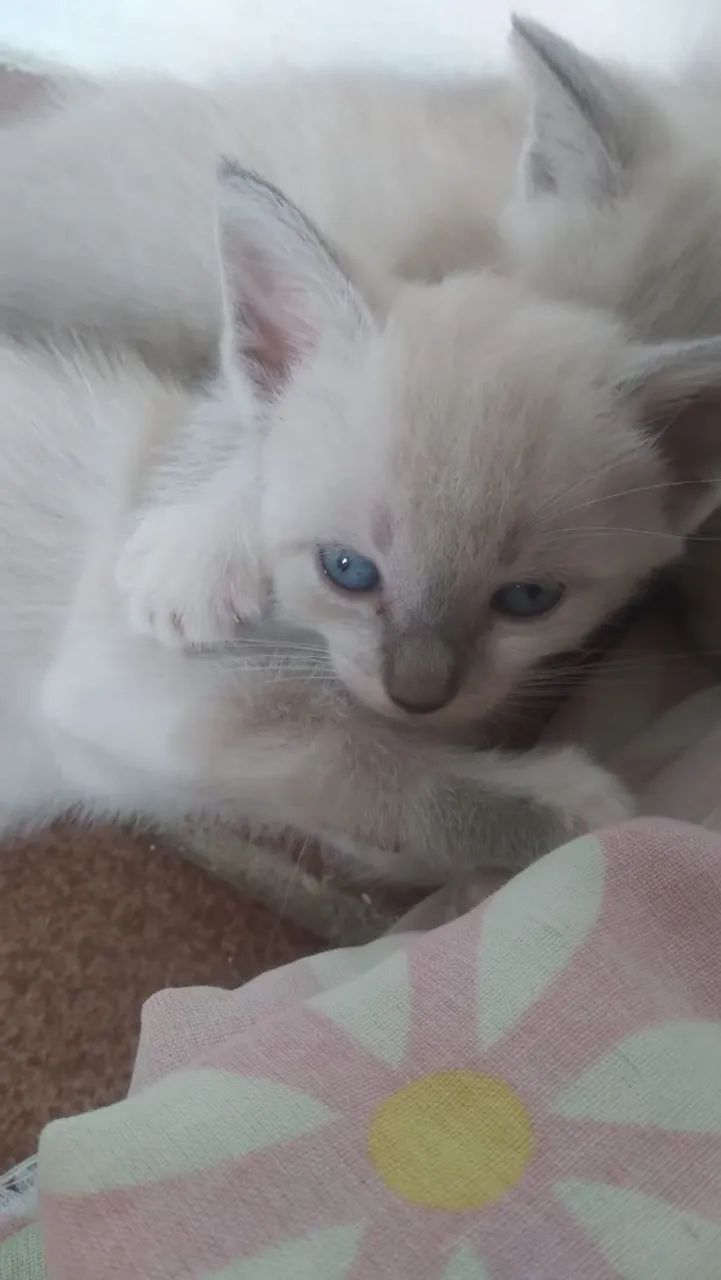 Gatinho Siamês disponível para adoção - Foto 3