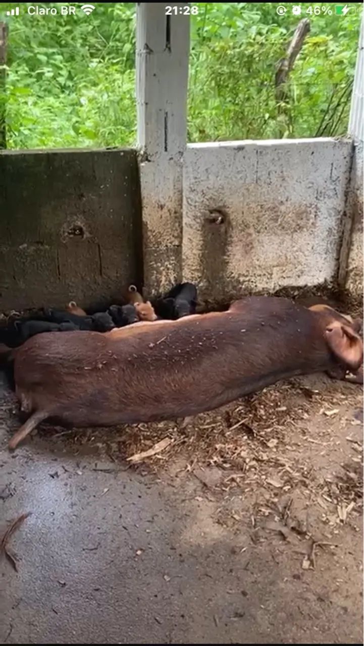 Porco, leitão, duroc, black e black faixa 