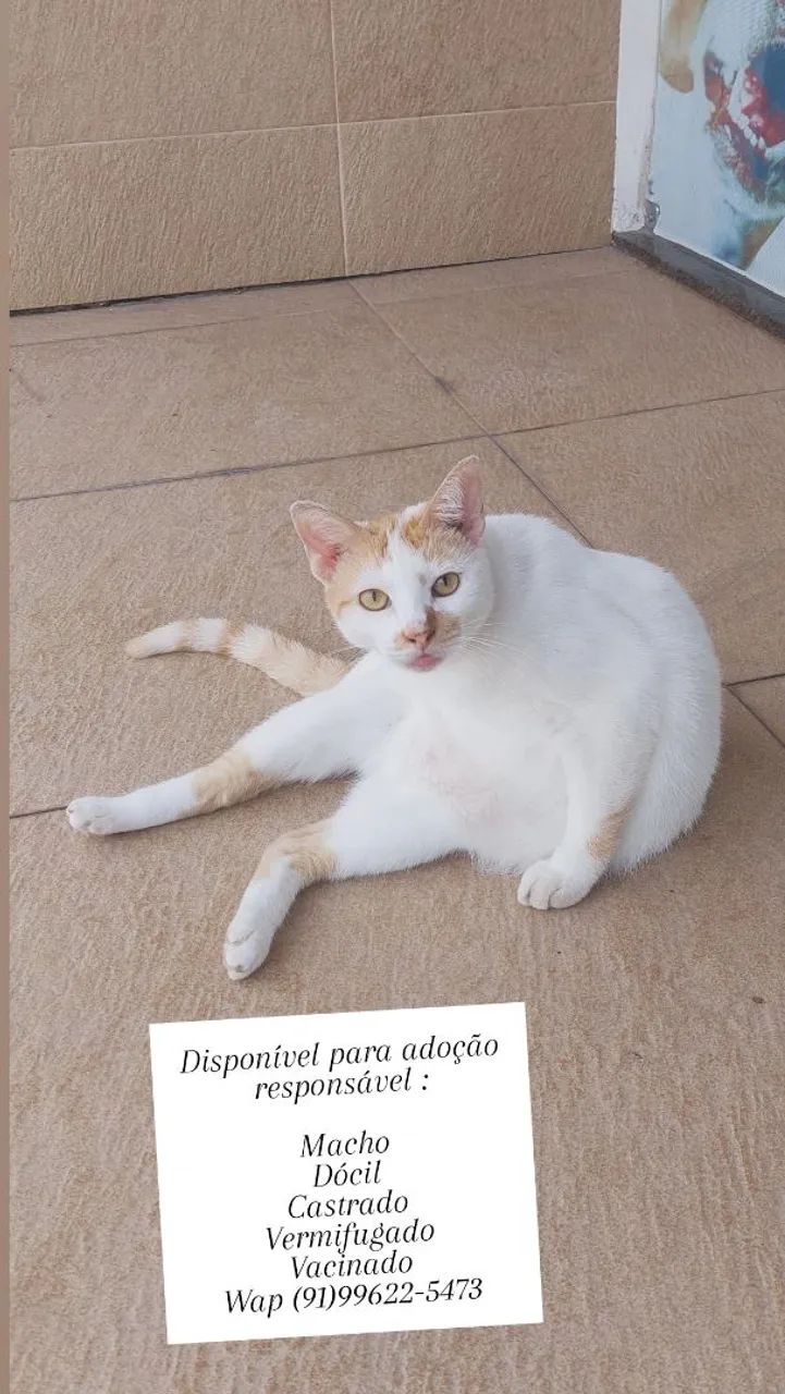 Gato castrado para adoção responsável