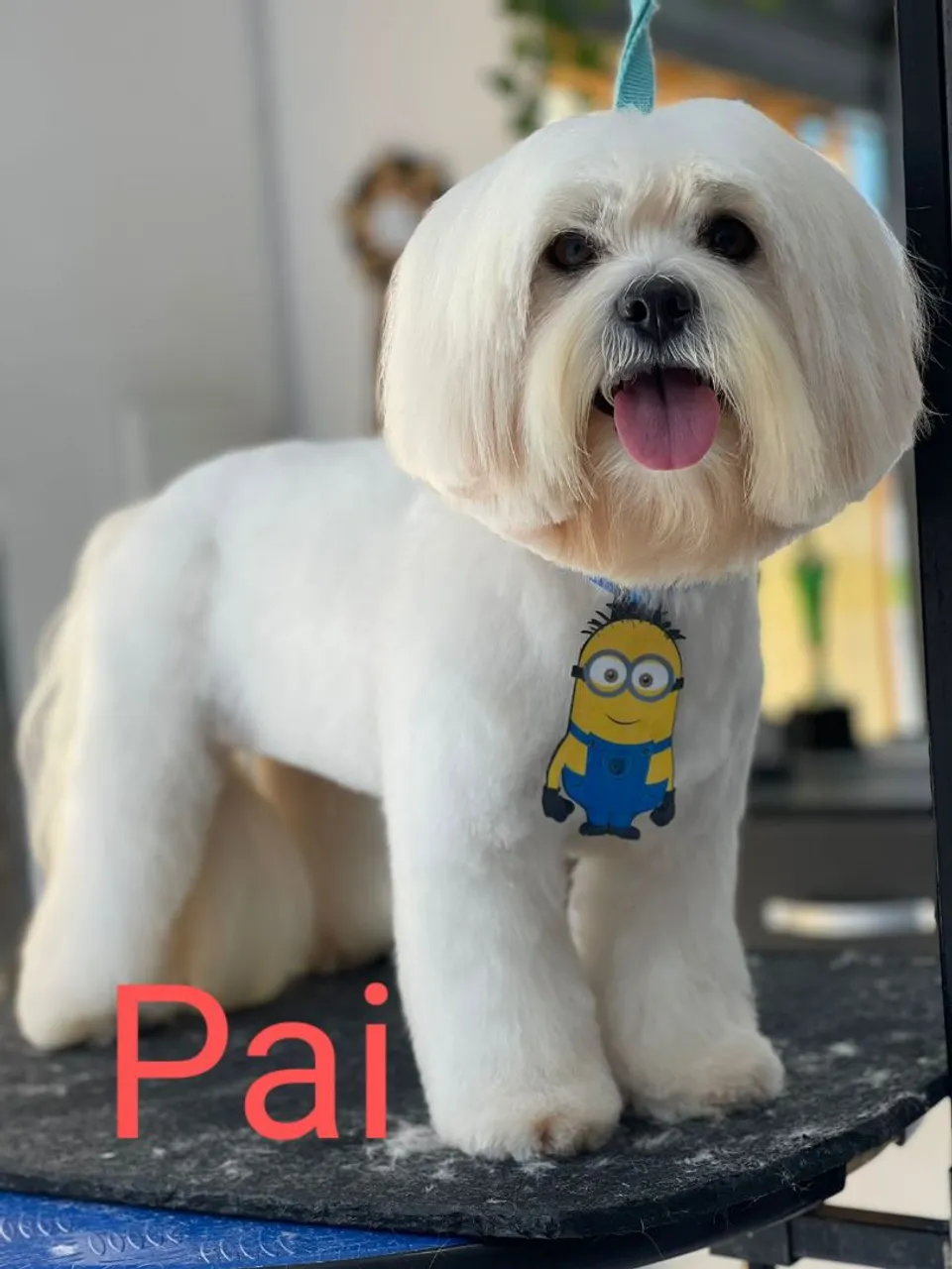 Filhote de poodle pra venda