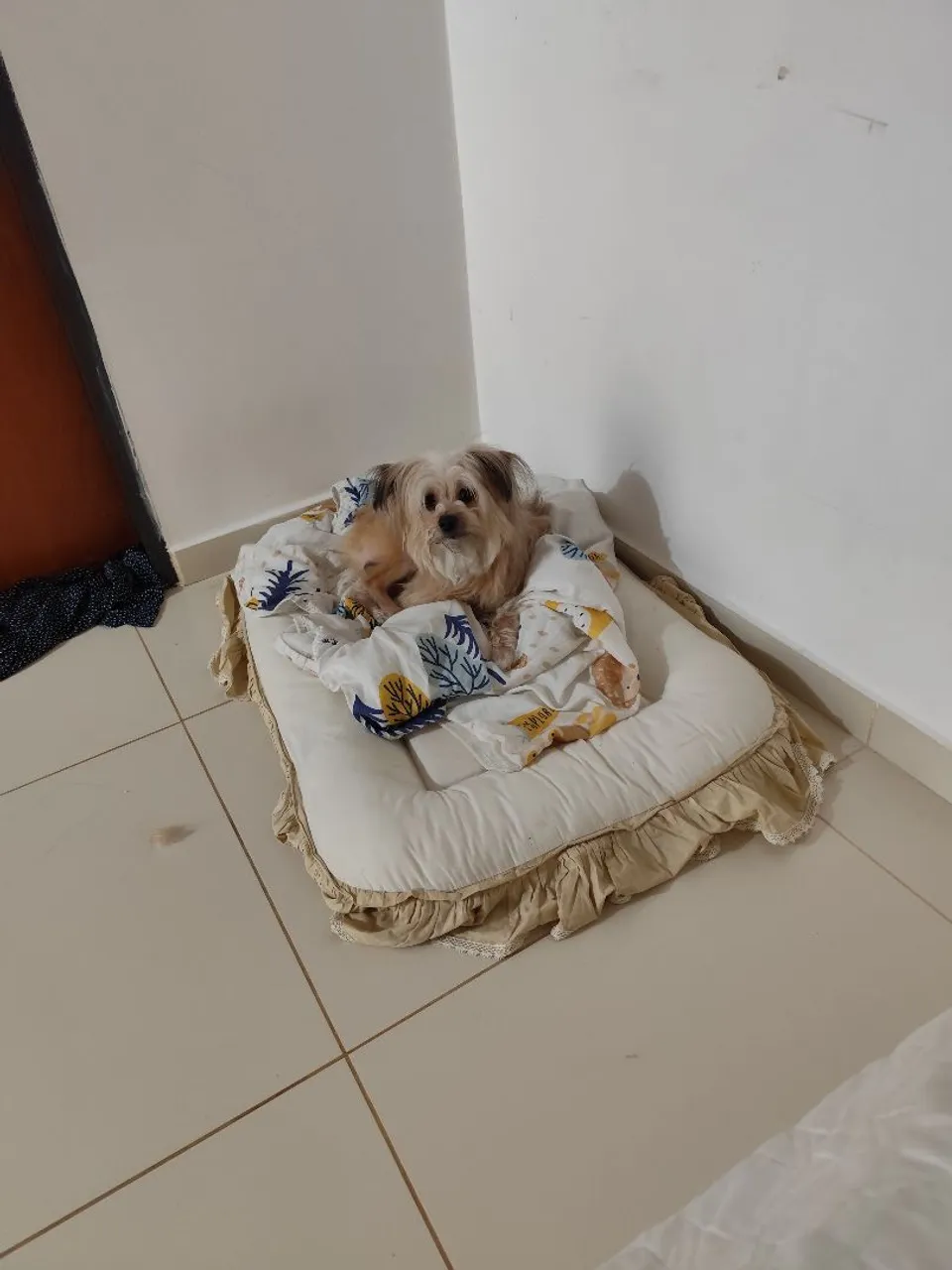 Cachorro de pequeno porte para adoção