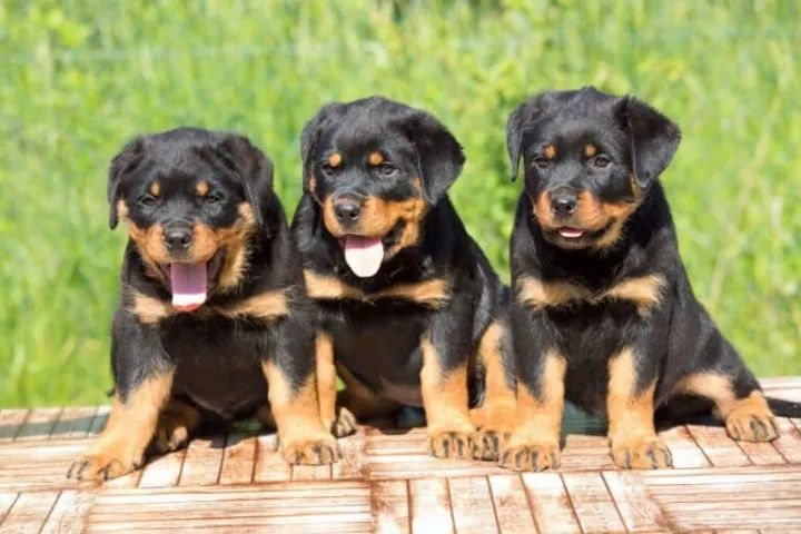 3 Rottweiler ?  Forte, leal e protetor! 
