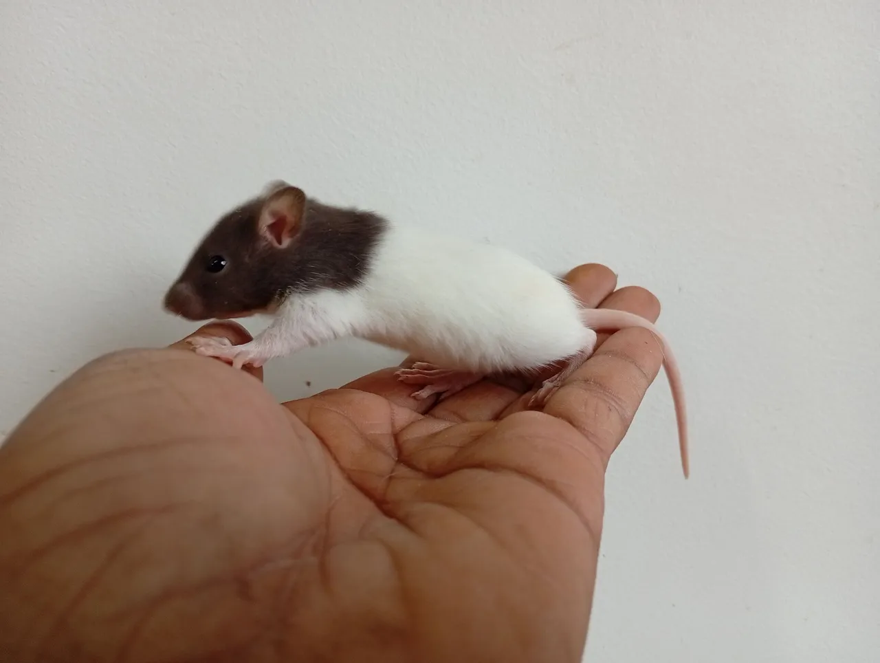 Ratinho de estimação | Disponível para adoção