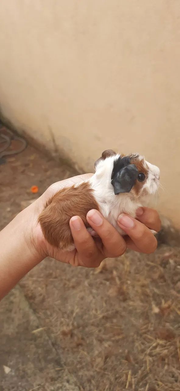 Porquinho da Índia - Foto 5