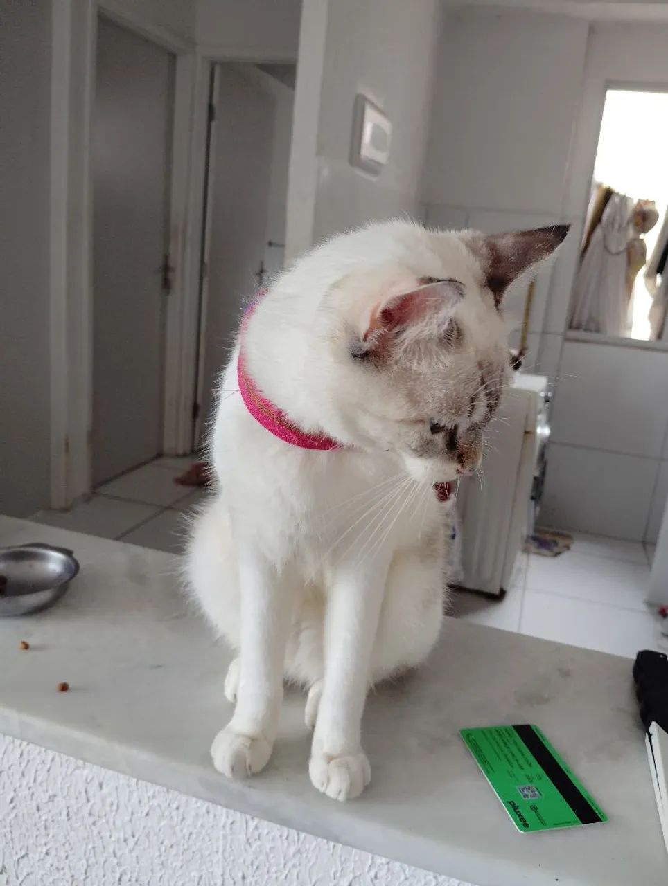 Gatas para adoção  - Foto 4