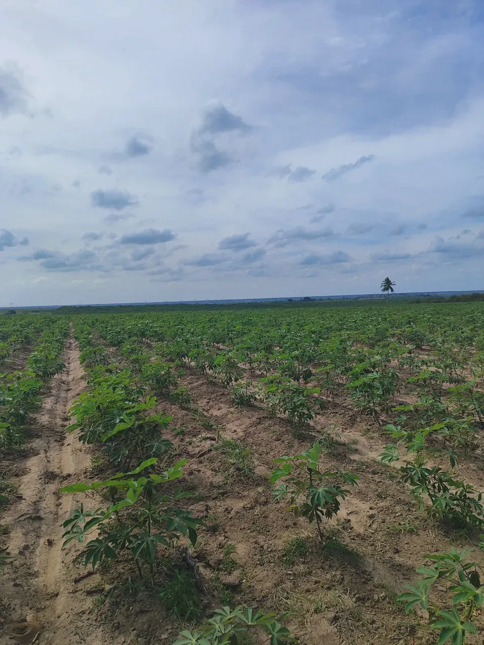 Excelente fazenda com 41 hectares na região de Macaíba próximo a cana brava