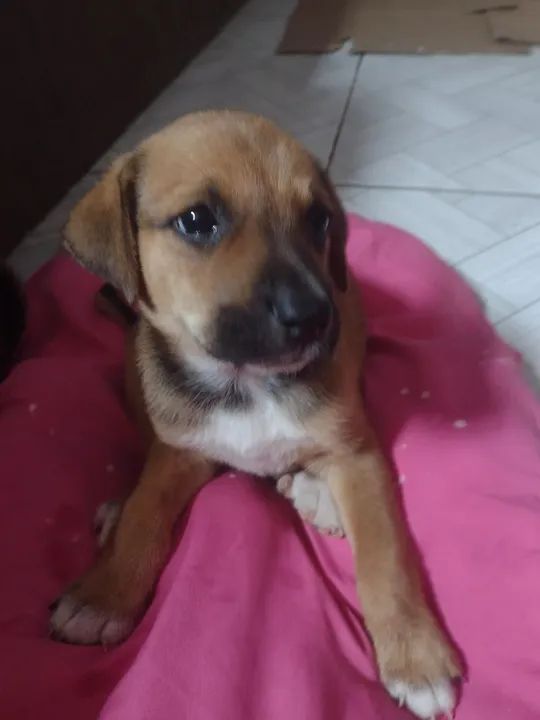 Filhote de cachorro disponível para adoção responsável 