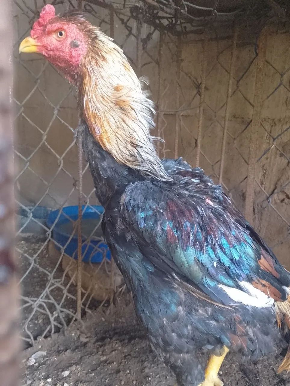 Galo  - Foto 3