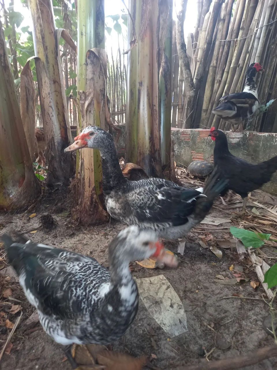 Pato - Foto 2