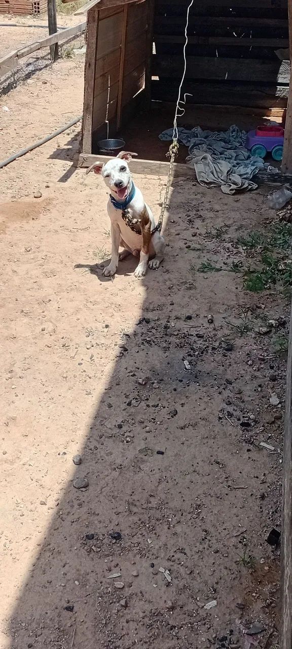 Pitbull com pit monstte  - Foto 4