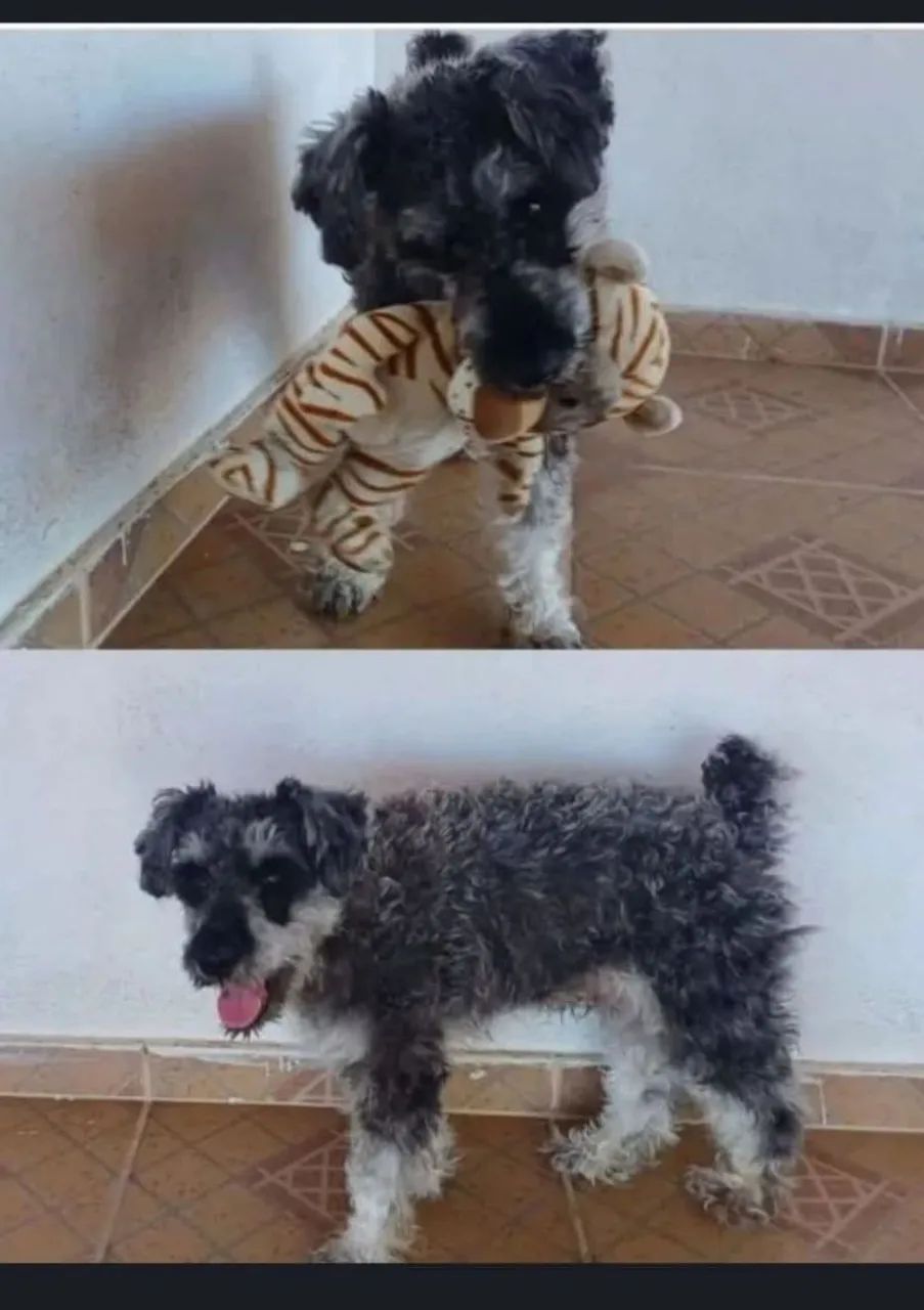 Doação de Schnauzer 