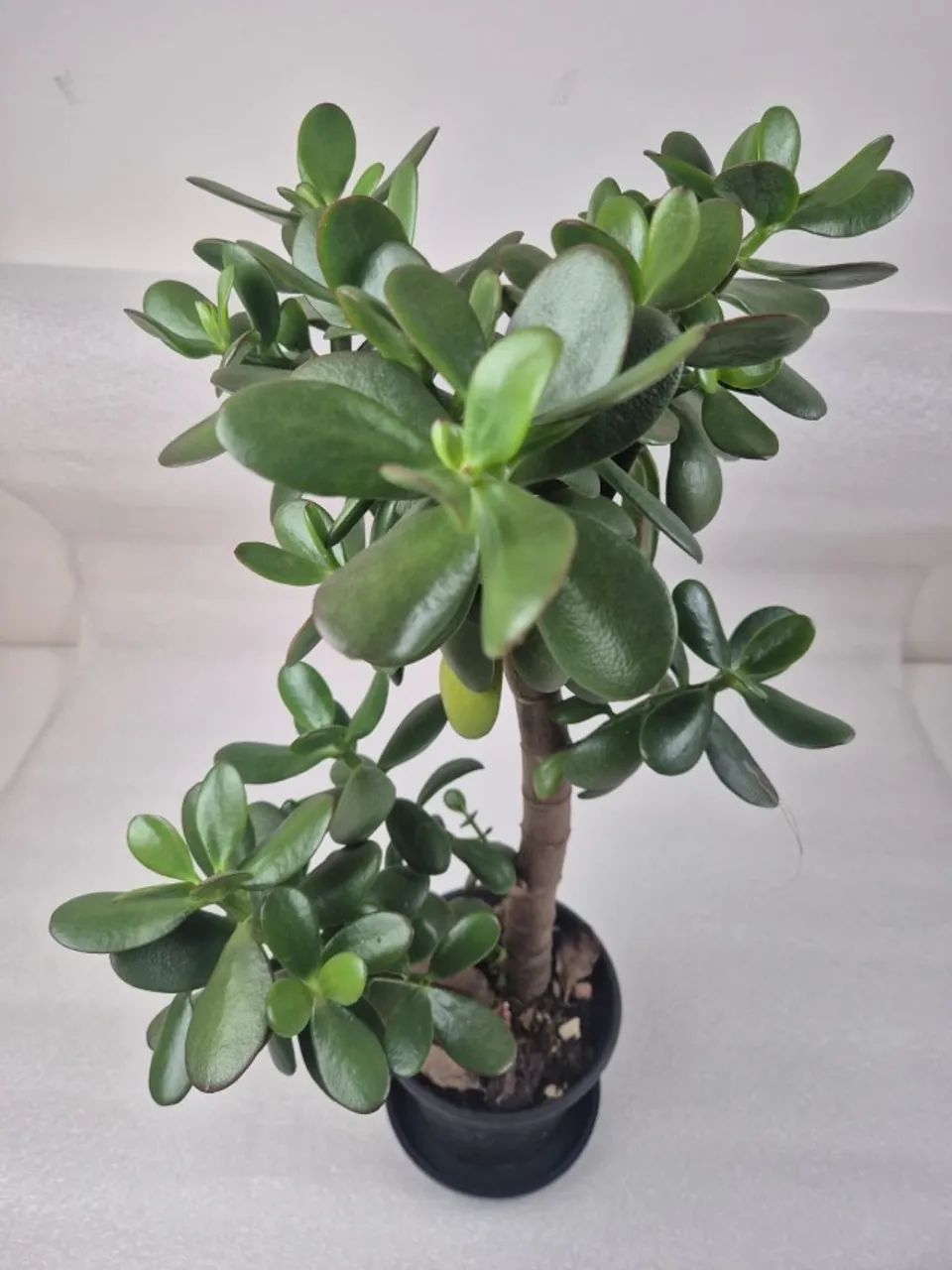 PLANTA JADE - Foto 3