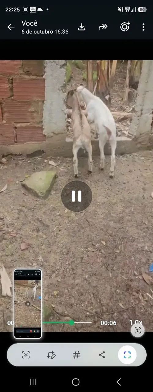 Cabra e dois cabritinhos - Foto 4