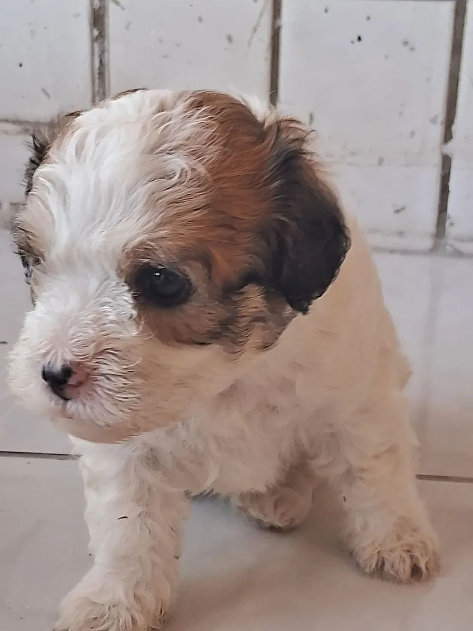 Cachorros poddle com Maltes - Foto 4
