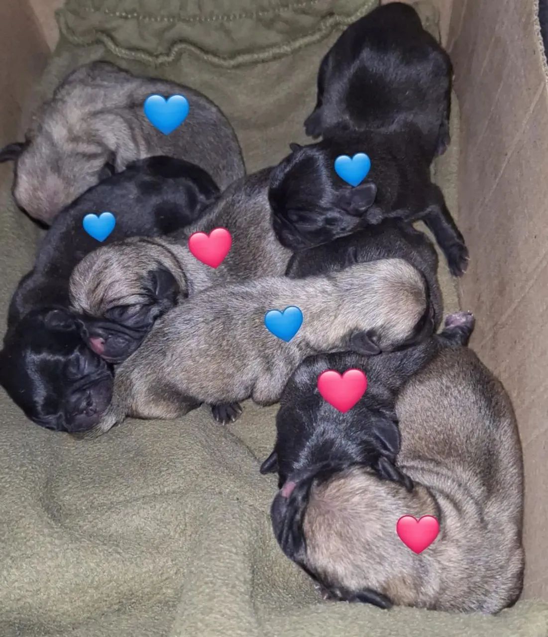 PUGS filhotes - Foto 3